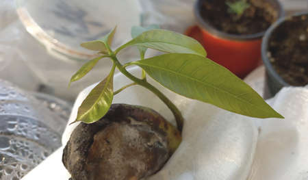 Young mango seed germinated - Concept for growing mango from seed at home
