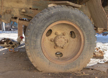 Big wheel covered in dirt, and a hen nearby.の写真素材