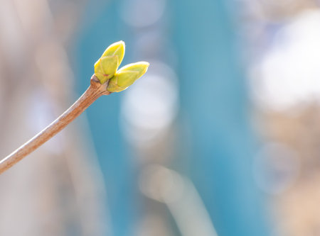 Selective focus of a Liliac bud in early spring.の写真素材