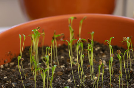 Close up shot of very young Lovage seedlings germinated - Aromatic and medicinal plant concept.の写真素材