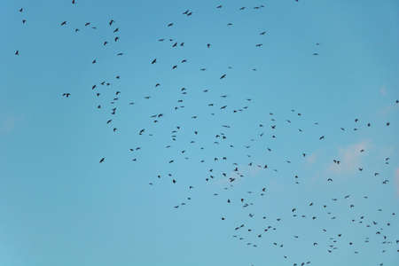 Low angle shot of a flock of birds flying in a blue clear sky.
