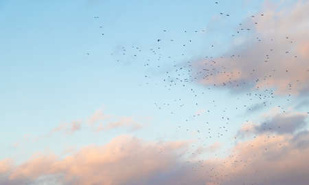 A blue cloudy sky with birds flying.