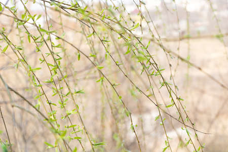 A willow that has entered the vegetation and new leaves are growing
