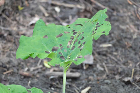 Pests of a burdock plant - the leaves are eaten - Concept for care agains pests