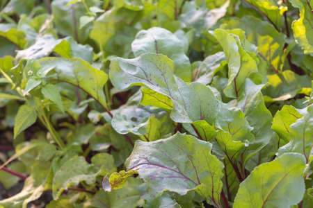 Beetroot plantation with fresh leaves in the garden.