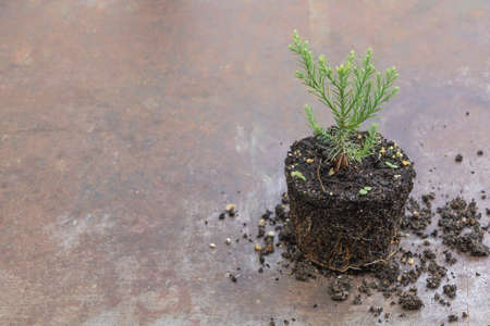 Young Sequoia tree in the process of repotting with copy space.の写真素材
