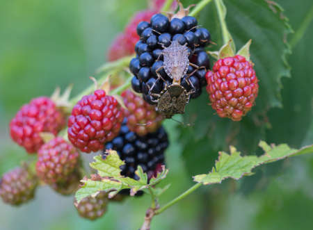 Brown marmorated stink bug Halyomorpha halys on a blackberry plantation close up