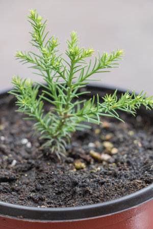 Vertical shot of a young sequoia tree that growing in the potの写真素材