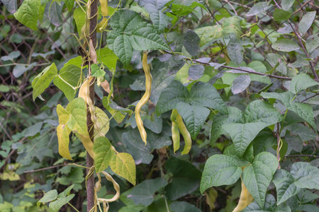 Selective focus shot of beans that growing in the garden. Benefits of beans concept.の写真素材