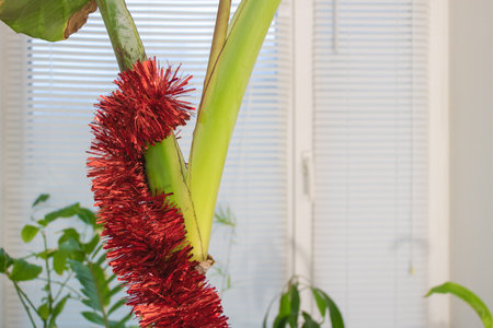 Jingle All the Way: Adding Festive Touches to Your Banana Tree with Red Tinsel concept.の写真素材