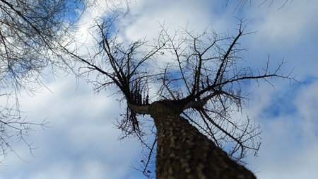 Bare tree against the blue sky with white clouds. Bottom viewの写真素材