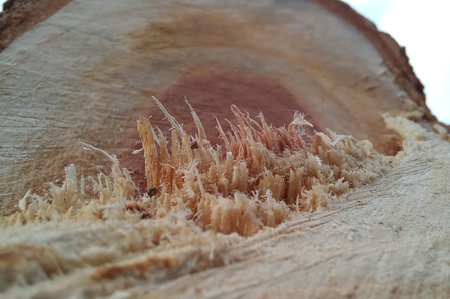 Close up of a piece of wood cut in a tree trunk.の写真素材