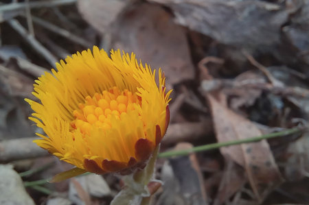 Springtime Splendor: A Macro View of Tussilago farfara's Radiance.の写真素材
