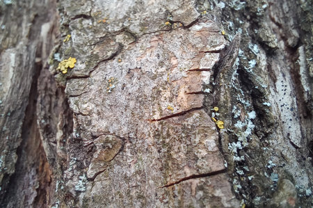 The texture of the bark of an old tree. Close-up.の写真素材