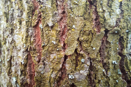 Bark of a tree texture with moss and lichen close-up.
