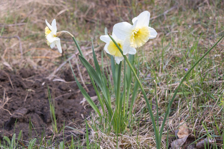 Daffodils - Narcissus pseudonarcissus- in yellow bloom with withe petals in the garden.の写真素材