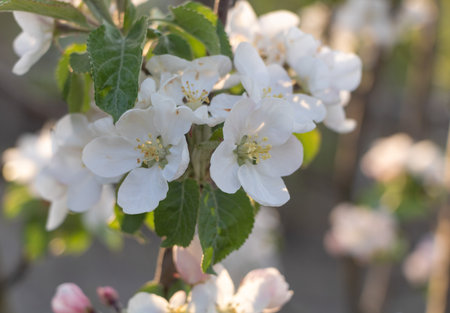 Apple blossom in spring, close up of white flowers on a branch.の写真素材