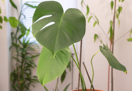 Monstera Deliciosa plant in a pot on the windowsill.の写真素材