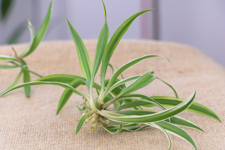 Spider plant Chlorophytum comosum on sackcloth background, close up.の写真素材