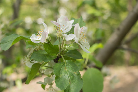 Apple blossom in spring time. Close up of apple flowers.の写真素材