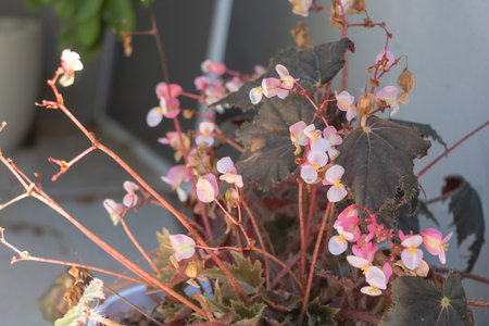 Pretty in Pink: Stunning Begonia Flowers in Blossom.の写真素材