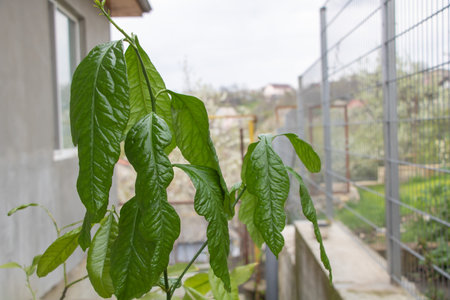 Lemon tree in the garden with selective focus and blurred background.の写真素材