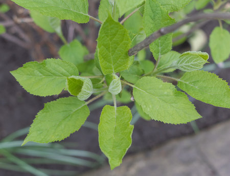 Green leaves of the Hydrangea plant in the garden close-up macro photography.の写真素材