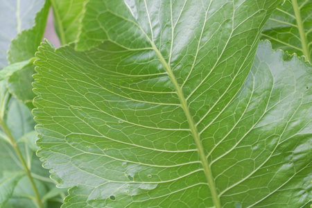 Elegant Impressions: A Macro View of Armoracia Rusticana Leaf Texture.