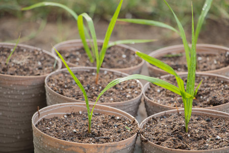 Seedlings of Washingtonia robusta palm trees in pots in the garden.の写真素材