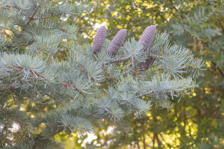 Fir tree branches with cones in the forest. Close-up.