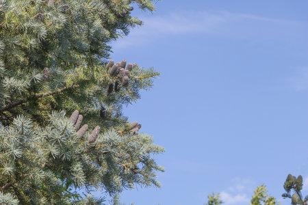 Blue spruce branches with cones against the blue sky, natural background.の写真素材