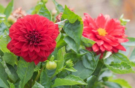 Red dahlia flower with green leaves in the garden, stock close up.の写真素材