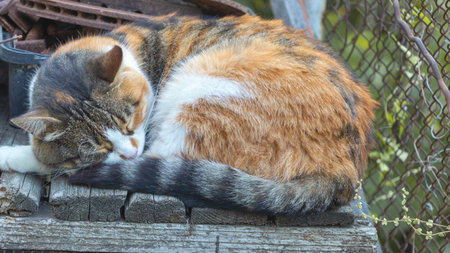 Domestic cat sleeping on a wooden bench in the garden. Selective focus.の写真素材