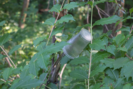 Plastic cup on a tree branch in the forest. Environmental pollution.の写真素材