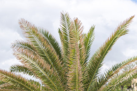 Palm tree leaves on sky background. Copy space for text.の写真素材