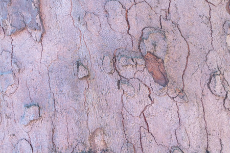 Bark of tree texture, background for design with copy space for text or image.の写真素材