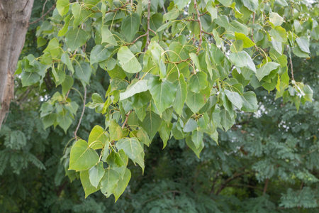 A Populus tree with lots of green leaves on it.