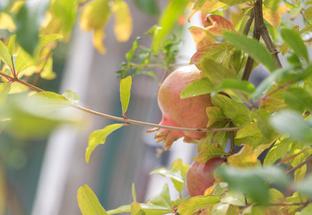 A pomegranate fruit growing on a tree branchの写真素材