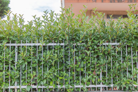Natures Contrast: Photinia Glabra Bush in Front of Modern Buildingの写真素材