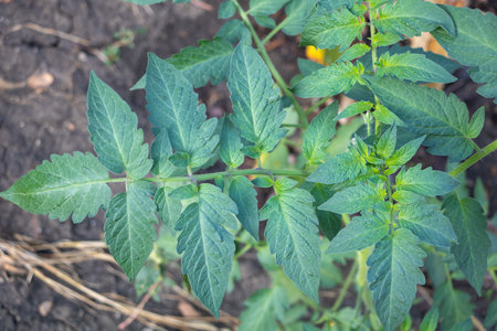 Tomato plant in the garden. Planting tomato seedlings concept.の写真素材
