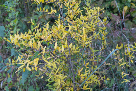 Close-up of yellow leaves on the pomegranate tree in autumn.の写真素材