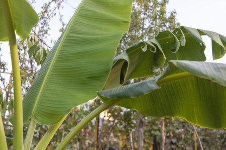 Banana tree with green leaves in the garden. Nature background.の写真素材