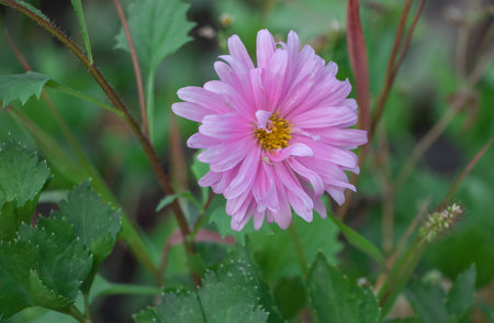 Pink dahlia flower in the garden with green leaf background.の写真素材