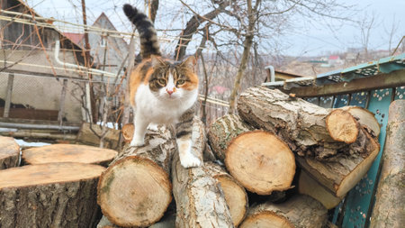 Tricolor cat on the background of a pile of firewood.の写真素材