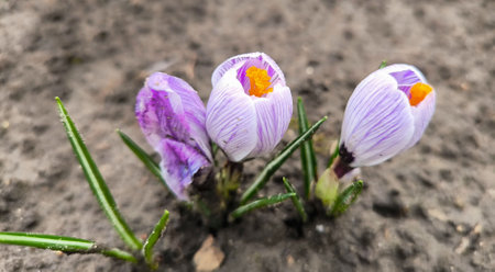Purple crocus flowers growing on the ground in early spring.の写真素材
