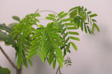 Green leaves of Albizia plant on white wall background, selective focus.
