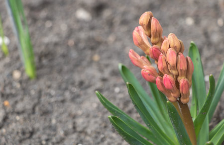 Hyacinthus flower in the spring garden close up.の写真素材
