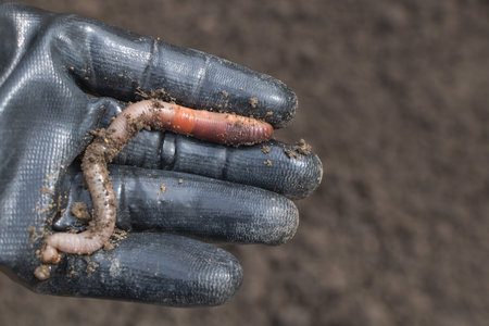 Worms in the hand of gloved worker, closeup photo on black soil background.