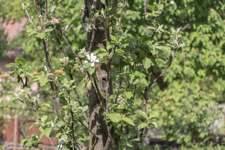 A closeup of an apple tree with white blossoms in the backyard, surrounded by green leaves and other...
