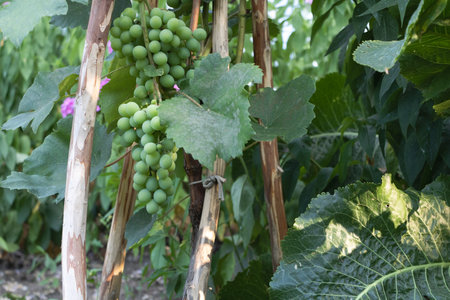 Green grapes growing on grapevines wrapped around wooden sticks in the garden.